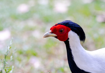 Golden pheasant, Chrysolophus pictus, male
