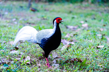 Golden pheasant, Chrysolophus pictus, male