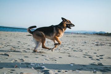 a beautiful purebred german shepherd on a beach in japan looking very serious. the water and sky is blue and the nature is very clean. the german shepherd is black and tan and is very loyal. 