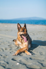 a beautiful purebred german shepherd on a beach in japan looking very serious. the water and sky is blue and the nature is very clean. the german shepherd is black and tan and is very loyal. 
