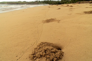 Ghost crab sand piles, borrows, on a sandy beach by the ocean in the intertidal zone, Kauai
