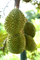 Durian on the tree in the garden, king of fruit.