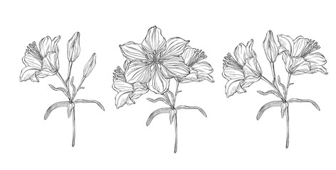 vector graphics of a floral composition with flowers lilies 3