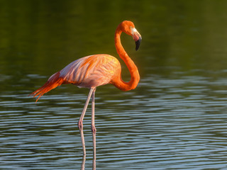 American flamingo Standing on the Pond on Green Background, Closeup Portrait