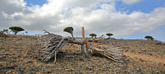 Dead dragon tree - Dracaena cinnabari - endemic tree from Soqotra, Yemen - damaged by cyclone - 333202788