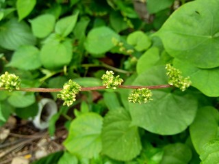 laportea in the nature background. This plant can cause itching if we touch it.
