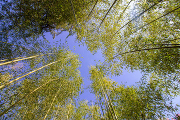 Bamboo garden in winter in northern Thailand.