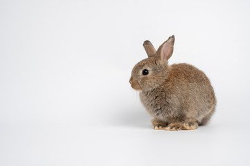 Furry and fluffy cute red brown rabbit erect ears are sitting look in the camera, isolated on white background. Concept of rodent pet and easter.