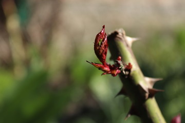 Obraz premium sprout of a rose, rose seedling, rose