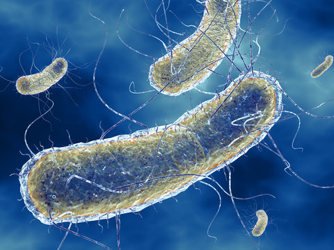 Escherichia coli bacteria (E. coli). Medically accurate 3D illustration