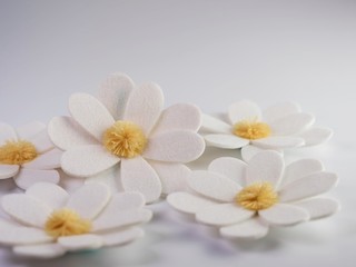 Fototapeta na wymiar White felt daisy flower blooms with yellow Pom Pom centers sitting on a white background. Spring flowers.
