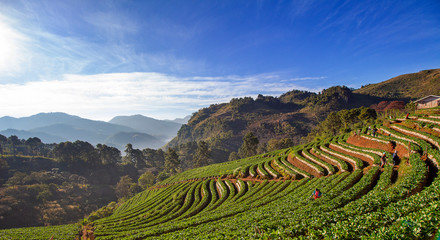Fototapeta na wymiar A view of Doi Ang Khang Strawberry Farm in the north, Thailand.