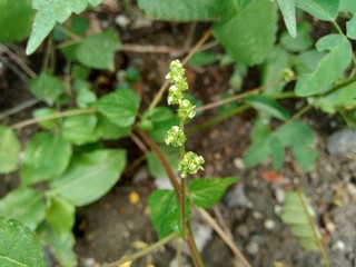 laportea in the nature background. This plant can cause itching if we touch it.