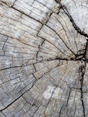 Fototapeta premium wooden texture of tree 