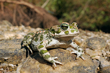 Wechselkröte / European green toad (Bufotes viridis) Deutschland / Germany