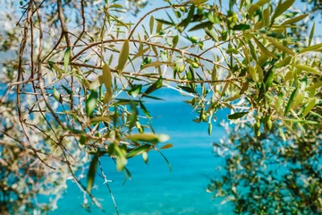Gordijnen Olive tree branches with blue sea in the background © Igor Tichonow