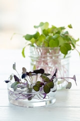 Micro-greens on the windowsill