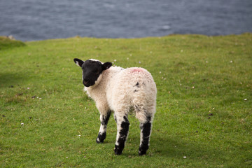 Obraz premium Sheep along the famous Sliabh Liag Cliffs in Donegal, Ireland