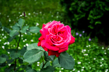 Beautiful colored and ornamental rose in the garden.