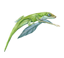 Watercolor lizard  animal on a white background illustration
