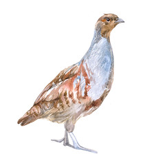 Watercolor partridge  bird animal on a white background illustration
 - obrazy, fototapety, plakaty