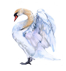 Watercolor swan  bird animal on a white background illustration
