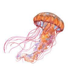 Fototapeta premium Watercolor jellyfish animal on a white background illustration 