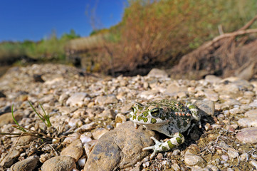 Wechselkröte / European green toad (Bufotes viridis) Deutschland / Germany