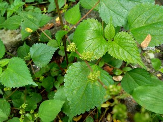 laportea in the nature background. This plant can cause itching if we touch it.