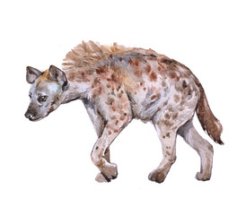 Watercolor hyena animal on a white background illustration
