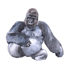 Watercolor  gorilla animal on a white background illustration © PYRAMIS