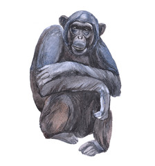 Fototapeta na wymiar Watercolor chimpanzees animal on a white background illustration 