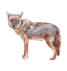 Watercolor  jackal animal on a white background illustration
