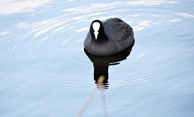 Eurasian coot (Fulica atra), swimming on a lake.