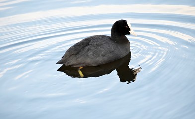 Eurasian coot (Fulica atra), swimming on a lake.