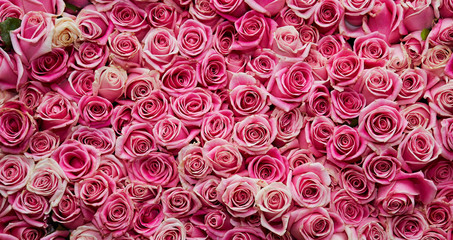 roses background