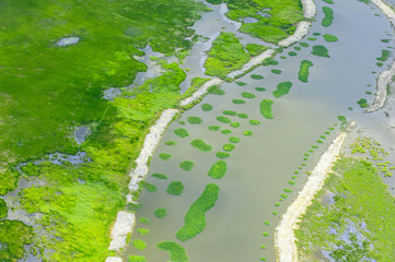 Green meadows look from the top view.