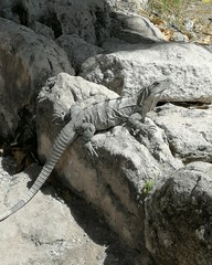 lizard on rock