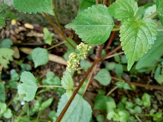 laportea in the nature background. This plant can cause itching if we touch it.