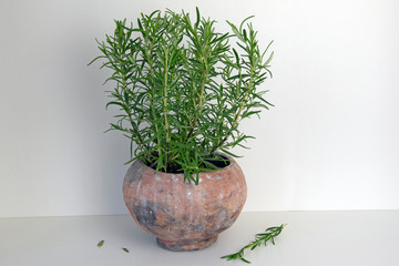 Rosemary plant in rustic pot