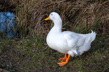 Orange webbed foot of heavy white pekin duck