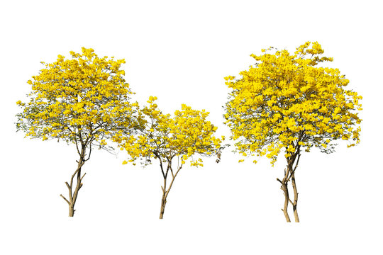 golden tree, yellow flowers tree, tabebuia isolated on white background.