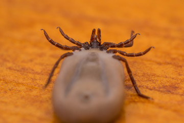 close-up photo of a tick on wood surface