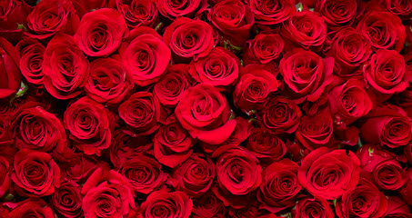 roses background