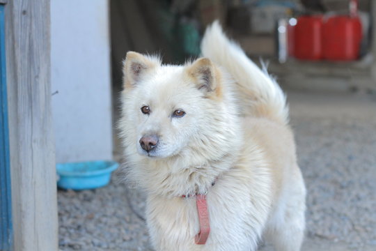 156 Best 雑種犬 Images Stock Photos Vectors Adobe Stock