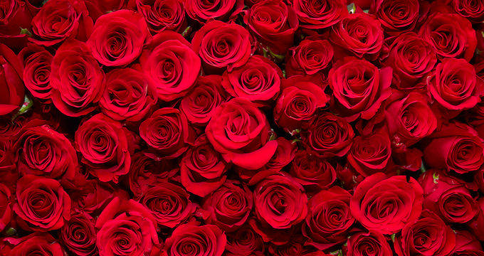 roses background