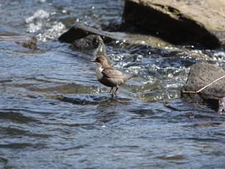 dipper (Cinclus cinclus) 