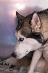 Syberian Husky in metallic cage at the veterinary clinic