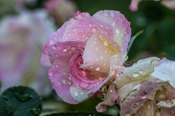 flowers in the garden