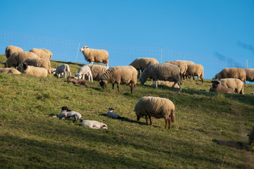 Schafherde auf einem Hügel mit Platz für Text